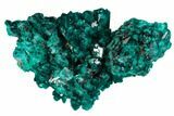 Gorgeous, Gemmy Dioptase Crystal Cluster - Congo #129546-1
